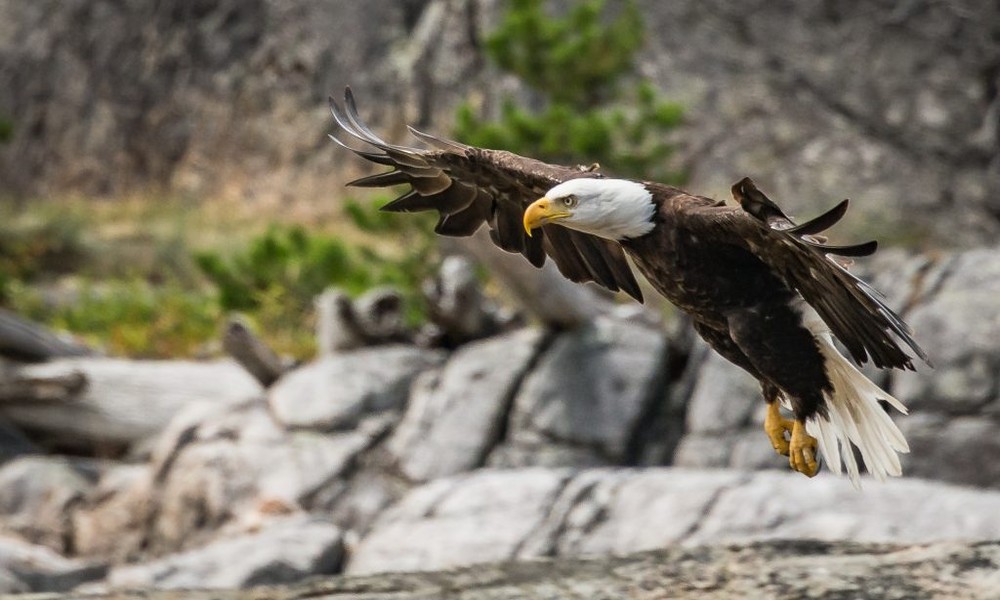 Spotting Wildlife in the Pacific Northwest: A Beginner’s Guide to Whales, Bears, and Bald Eagles