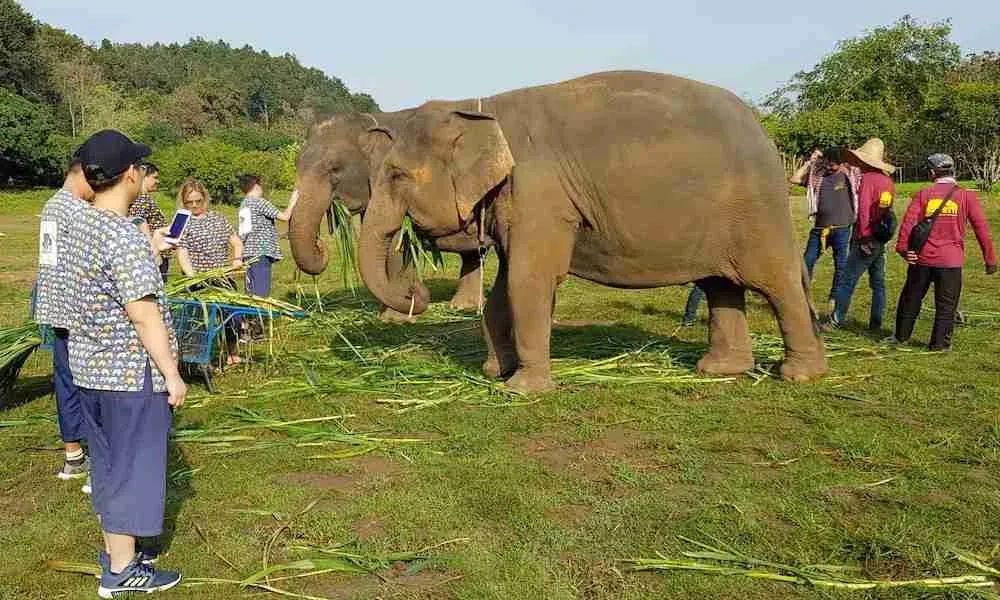 How Elephant Sanctuaries Support Responsible Tourism, Thailand Through Care